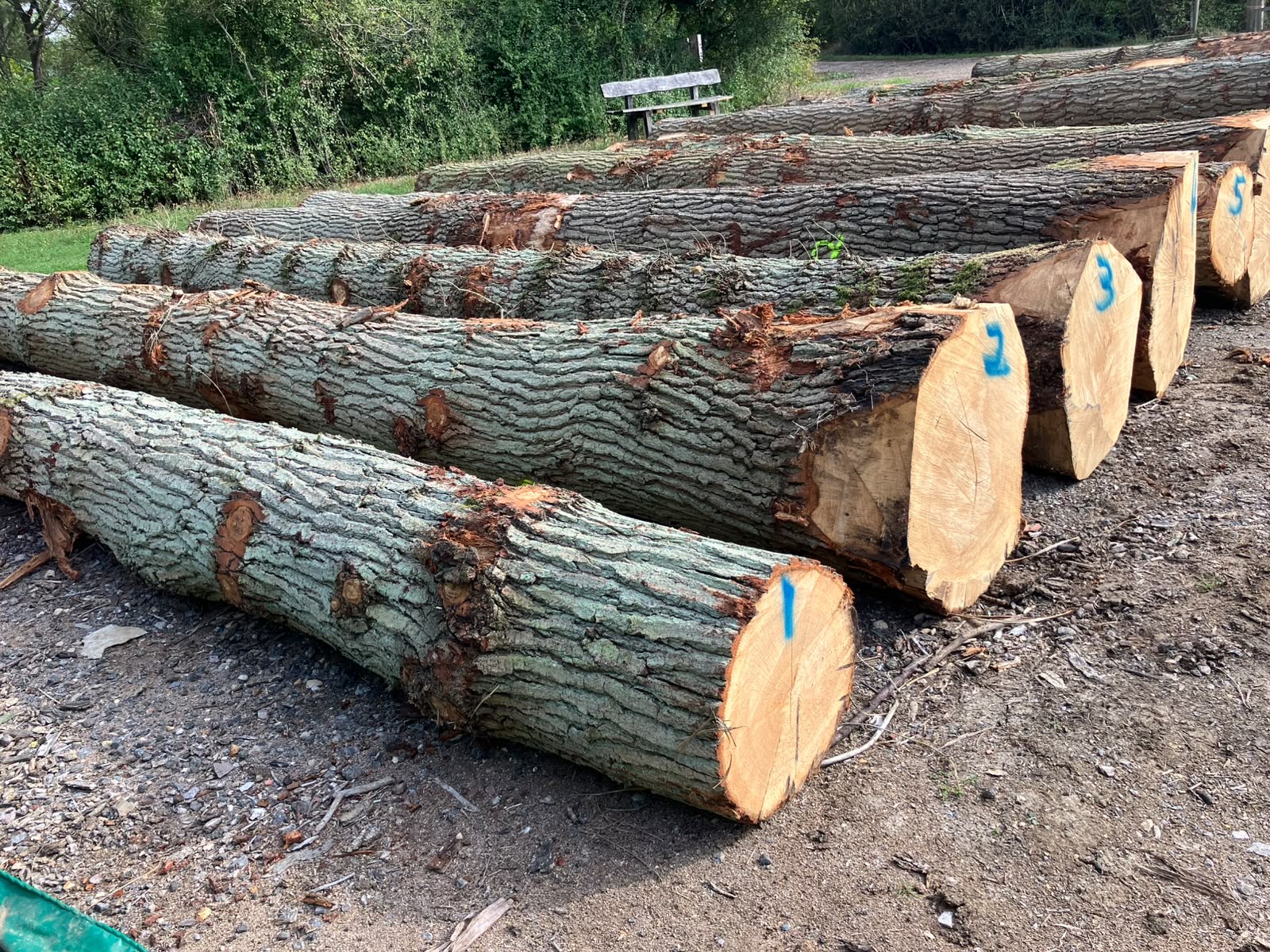 Closer view of numbered log ends and bark in the Bedfordshire project photographs